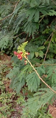 Calliandra houstoniana calothyrsus