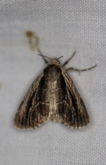 Sympistis badistriga