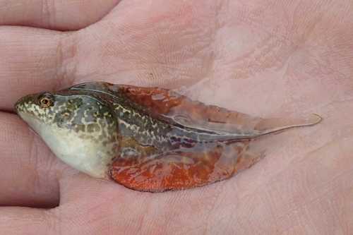 Senegal Running Frog