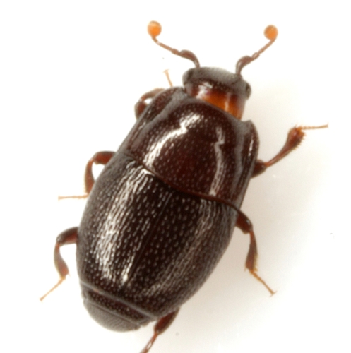 Transverse Clown Beetle