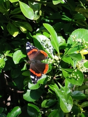 Vanessa atalanta