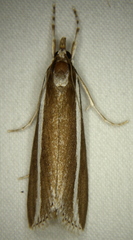 Carectocultus perstrialis