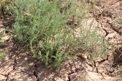 Artemisia pauciflora