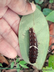 Pachliopta pandiyana