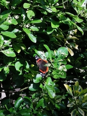 Vanessa atalanta