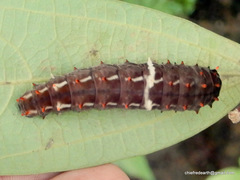 Pachliopta pandiyana