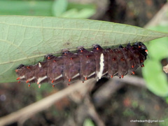 Pachliopta pandiyana