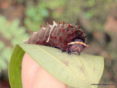 Pachliopta pandiyana