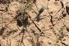 Eremopyrum orientale