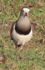 Vanellus melanopterus minor