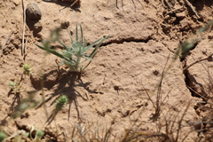 Ceratocarpus arenarius