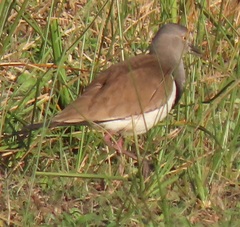 Vanellus melanopterus minor