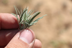 Ceratocarpus arenarius