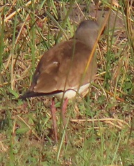 Vanellus melanopterus minor