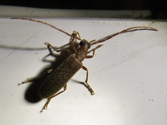 Sparedrus aspersus