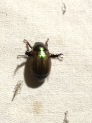 Callistethus marginatus