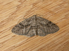 Zermizinga sinuata