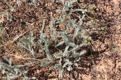 Tanacetum achilleifolium