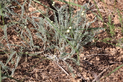Tanacetum achilleifolium