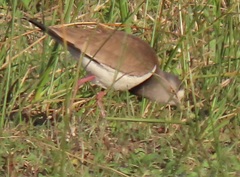 Vanellus melanopterus minor