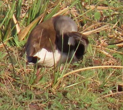 Vanellus melanopterus minor