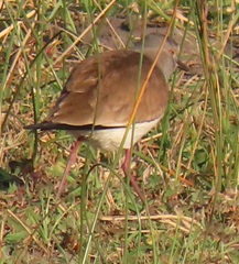 Vanellus melanopterus minor