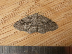 Zermizinga sinuata