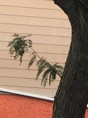 Gleditsia triacanthos