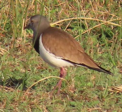 Vanellus melanopterus minor