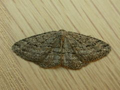 Zermizinga sinuata