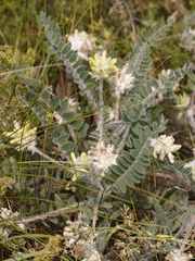 Astragalus dasyanthus