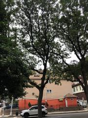 Gleditsia triacanthos