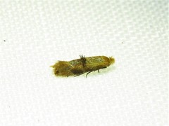 Bucculatrix coronatella