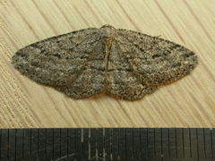 Zermizinga sinuata