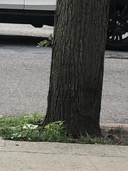 Gleditsia triacanthos