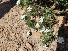 Leptosiphon nuttallii