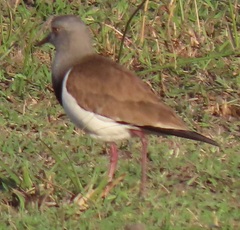 Vanellus melanopterus minor