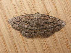 Zermizinga sinuata