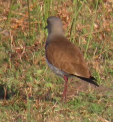 Vanellus melanopterus minor