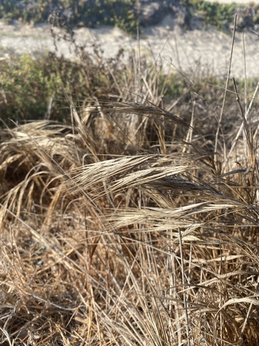 photo of Bromes (Bromus)