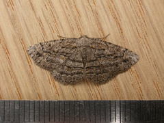 Zermizinga sinuata