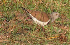 Vanellus melanopterus minor