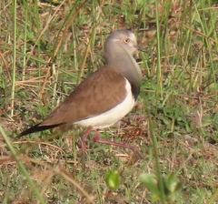 Vanellus melanopterus minor