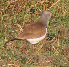 Vanellus melanopterus minor