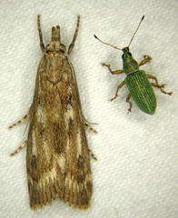 Occidentalia comptulatalis