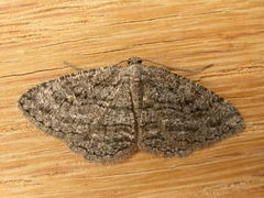 Zermizinga sinuata
