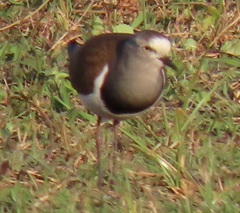 Vanellus melanopterus minor