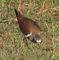 Vanellus melanopterus minor