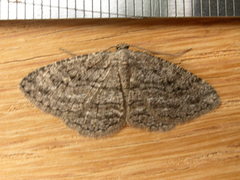 Zermizinga sinuata