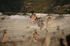 Polistes erythrocephalus